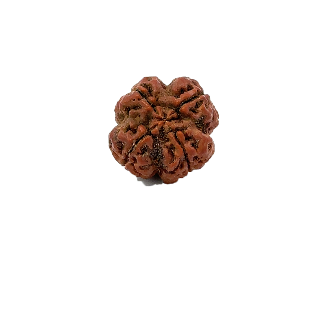4 Mukhi Nepali Rudraksha