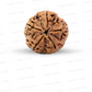 5 Mukhi Nepali Rudraksha
