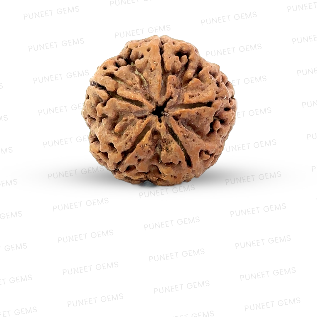 5 Mukhi Nepali Rudraksha