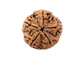 5 Mukhi Nepali Rudraksha