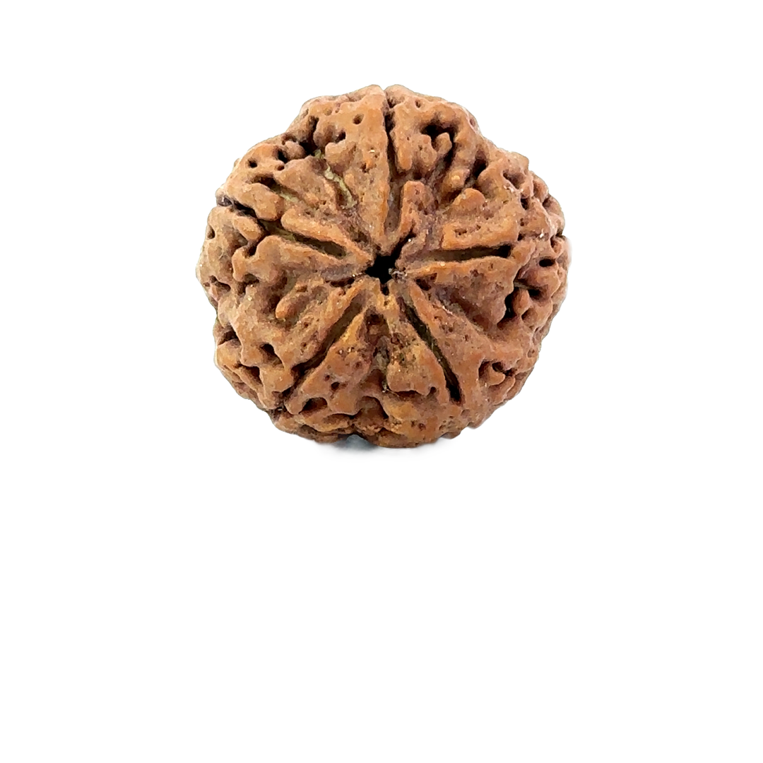 5 Mukhi Nepali Rudraksha