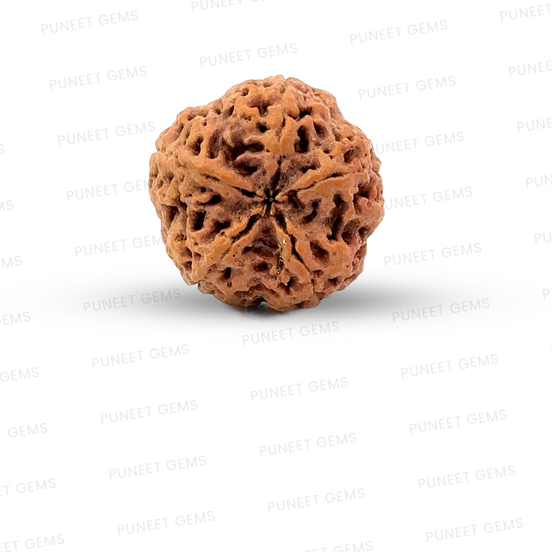 5 Mukhi Nepali Rudraksha