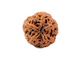 5 Mukhi Nepali Rudraksha