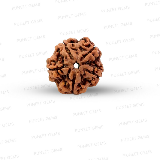 5 Mukhi Nepali Rudraksha