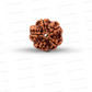 5 Mukhi Nepali Rudraksha