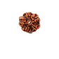 5 Mukhi Nepali Rudraksha