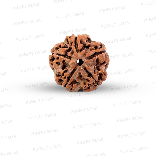 5 Mukhi Nepali Rudraksha
