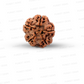 5 Mukhi Nepali Rudraksha