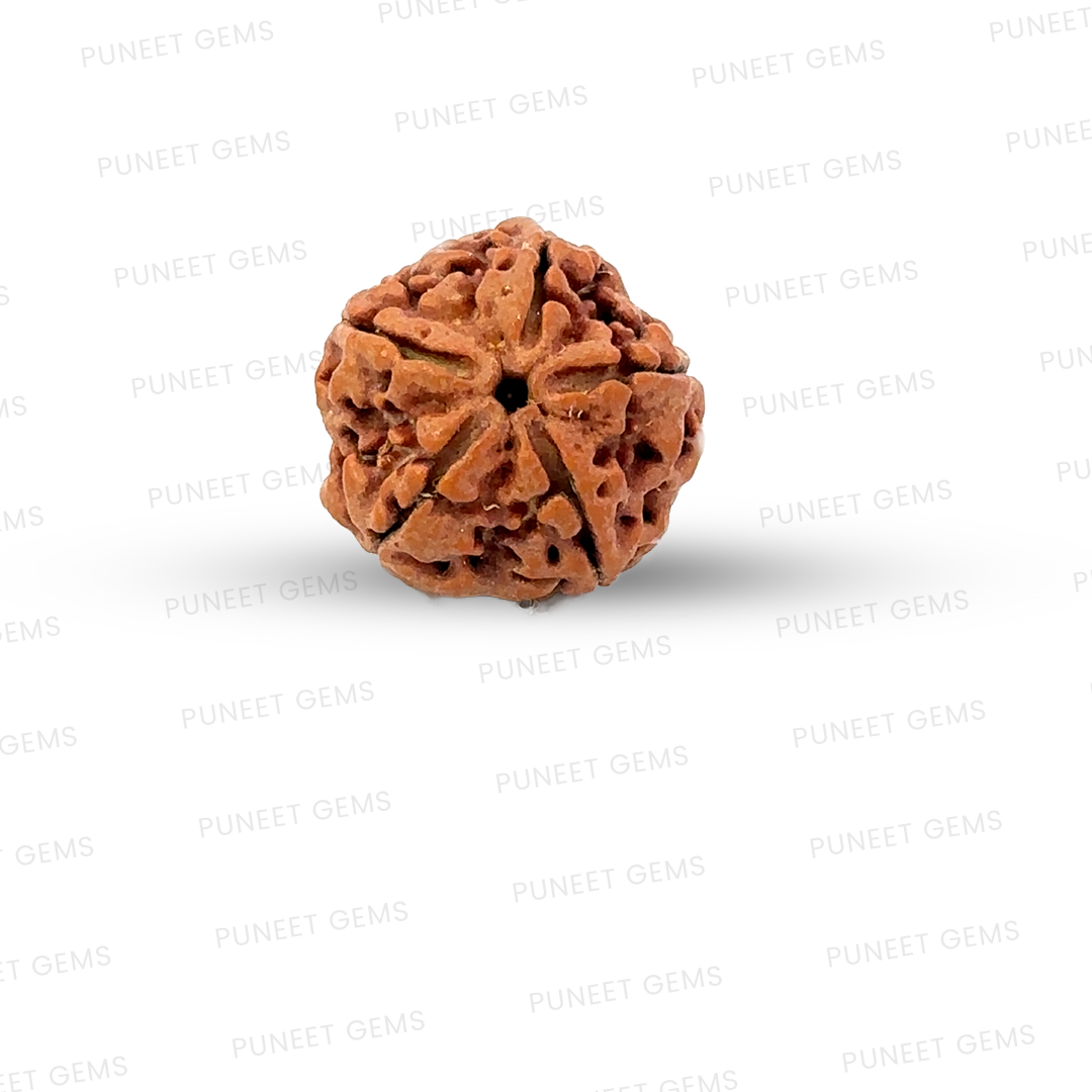 5 Mukhi Nepali Rudraksha