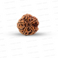 5 Mukhi Nepali Rudraksha