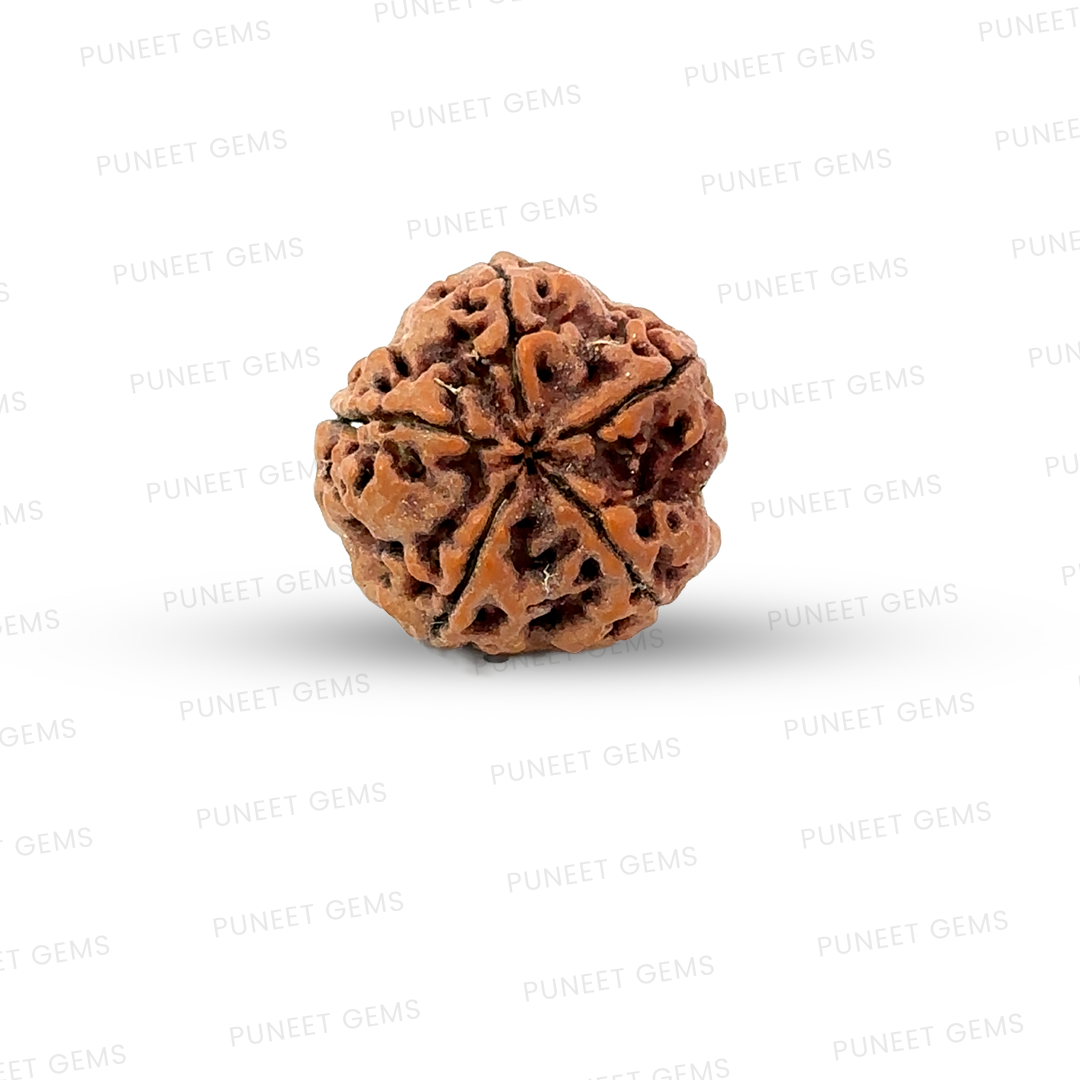 5 Mukhi Nepali Rudraksha