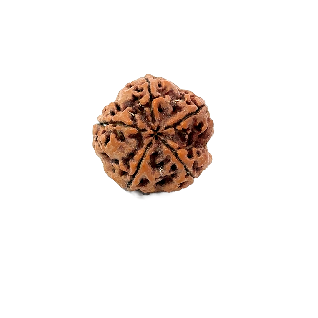 5 Mukhi Nepali Rudraksha