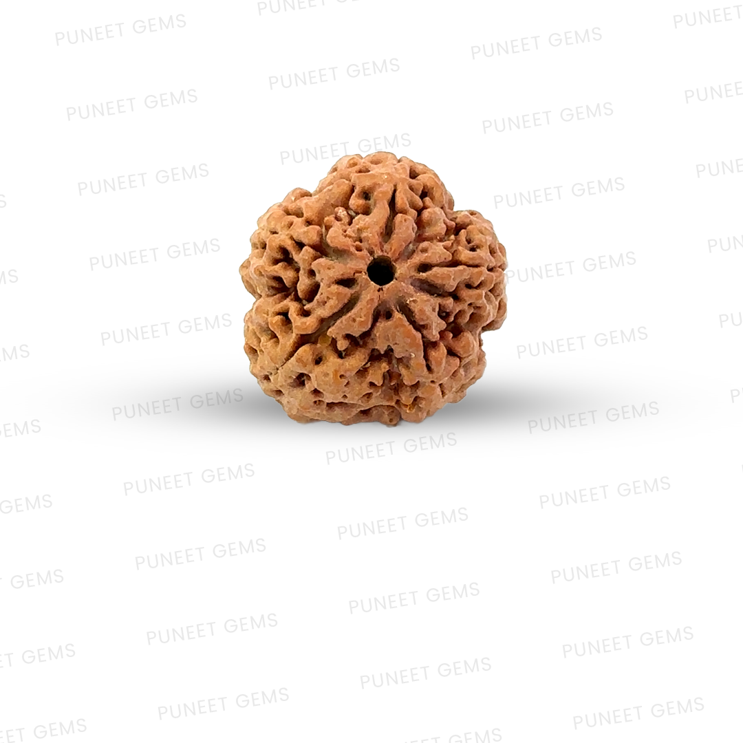 5 Mukhi Nepali Rudraksha
