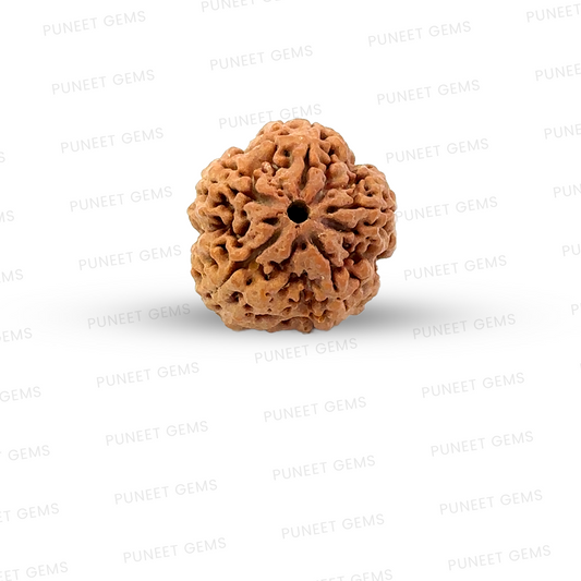 5 Mukhi Nepali Rudraksha