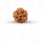 5 Mukhi Nepali Rudraksha