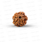 5 Mukhi Nepali Rudraksha
