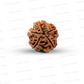 5 Mukhi Nepali Rudraksha