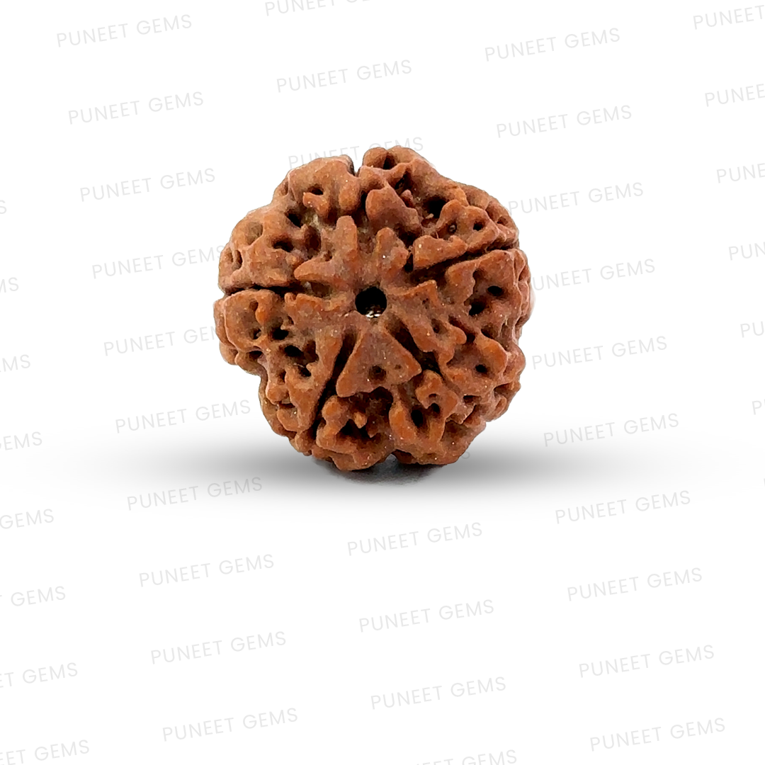 5 Mukhi Nepali Rudraksha