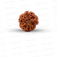 5 Mukhi Nepali Rudraksha