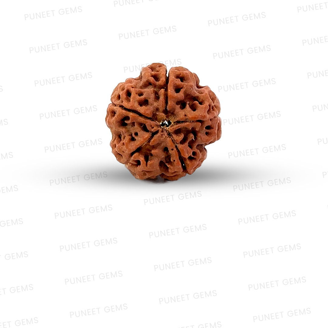 5 Mukhi Nepali Rudraksha