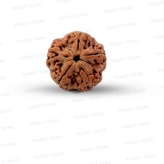 5 Mukhi Nepali Rudraksha