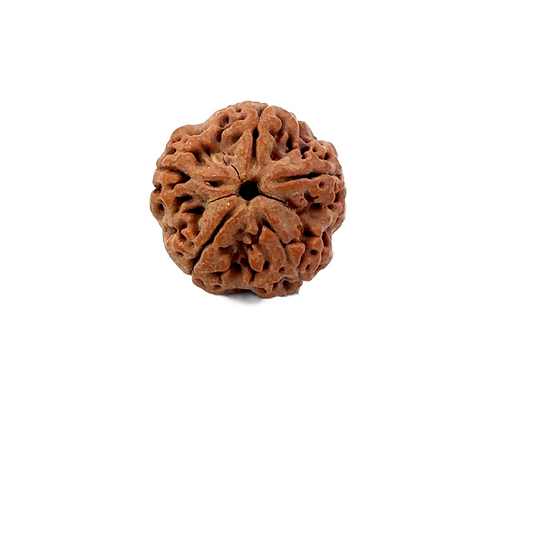 5 Mukhi Nepali Rudraksha