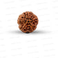 5 Mukhi Nepali Rudraksha
