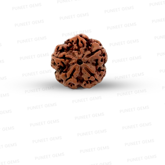 5 Mukhi Nepali Rudraksha