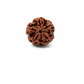 5 Mukhi Nepali Rudraksha