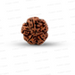 5 Mukhi Nepali Rudraksha
