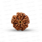 5 Mukhi Nepali Rudraksha