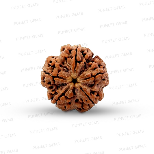 5 Mukhi Nepali Rudraksha