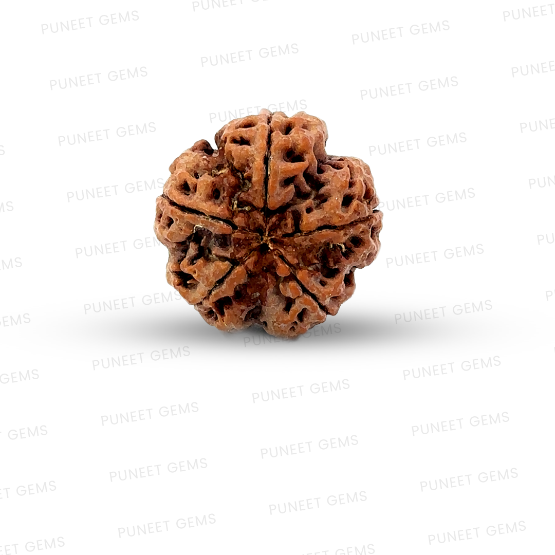 5 Mukhi Nepali Rudraksha