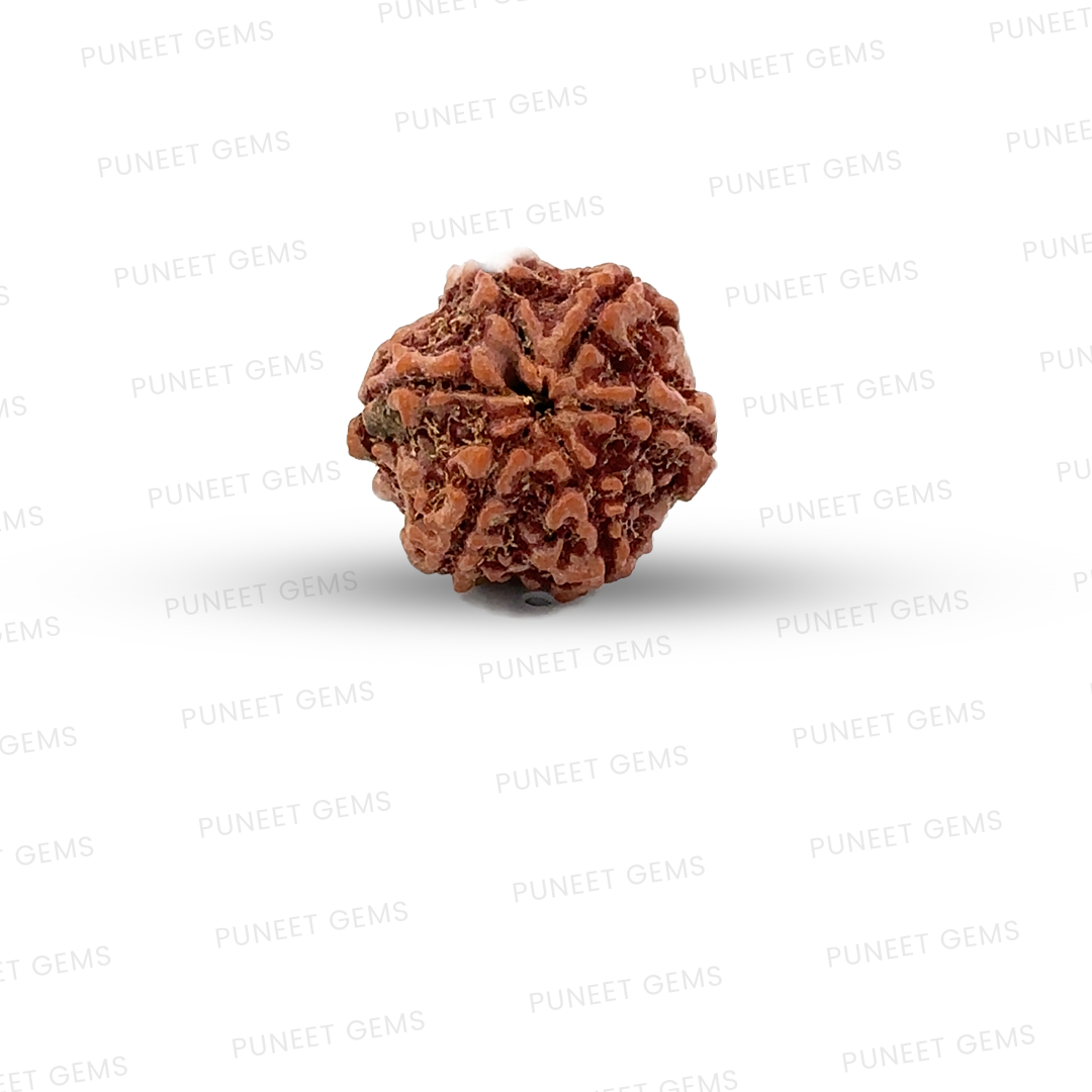 6 Mukhi Nepali Rudraksha