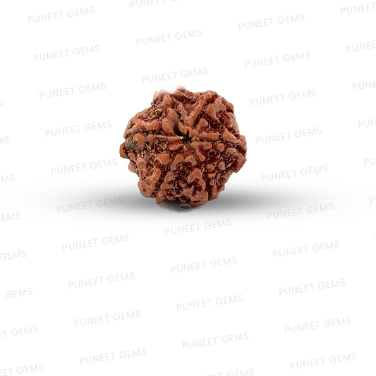 6 Mukhi Nepali Rudraksha