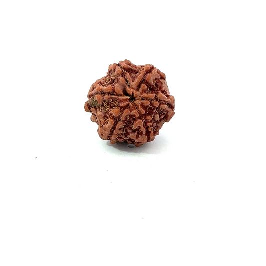 6 Mukhi Nepali Rudraksha