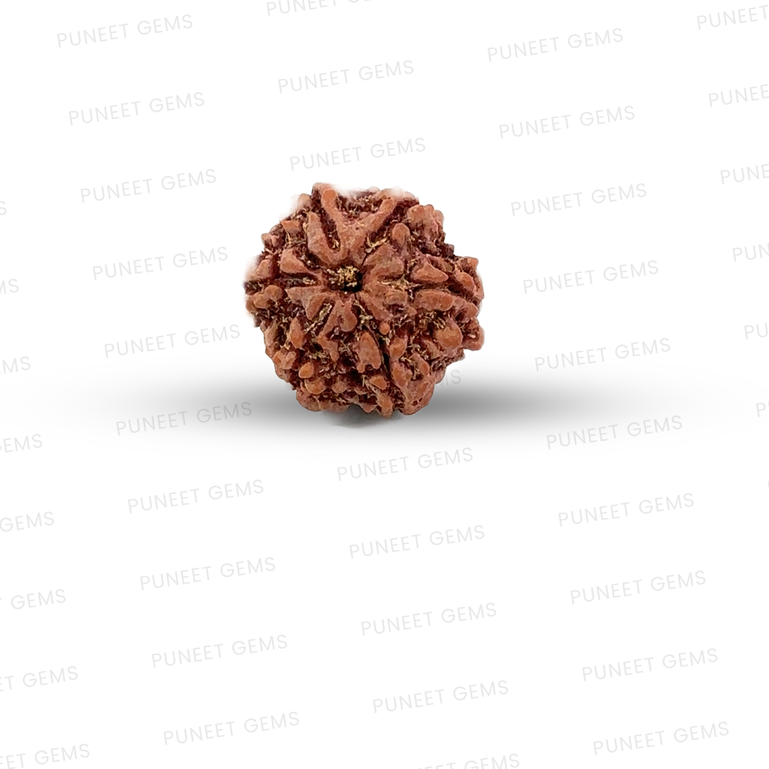 6 Mukhi Nepali Rudraksha