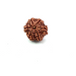 6 Mukhi Nepali Rudraksha