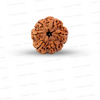6 Mukhi Nepali Rudraksha
