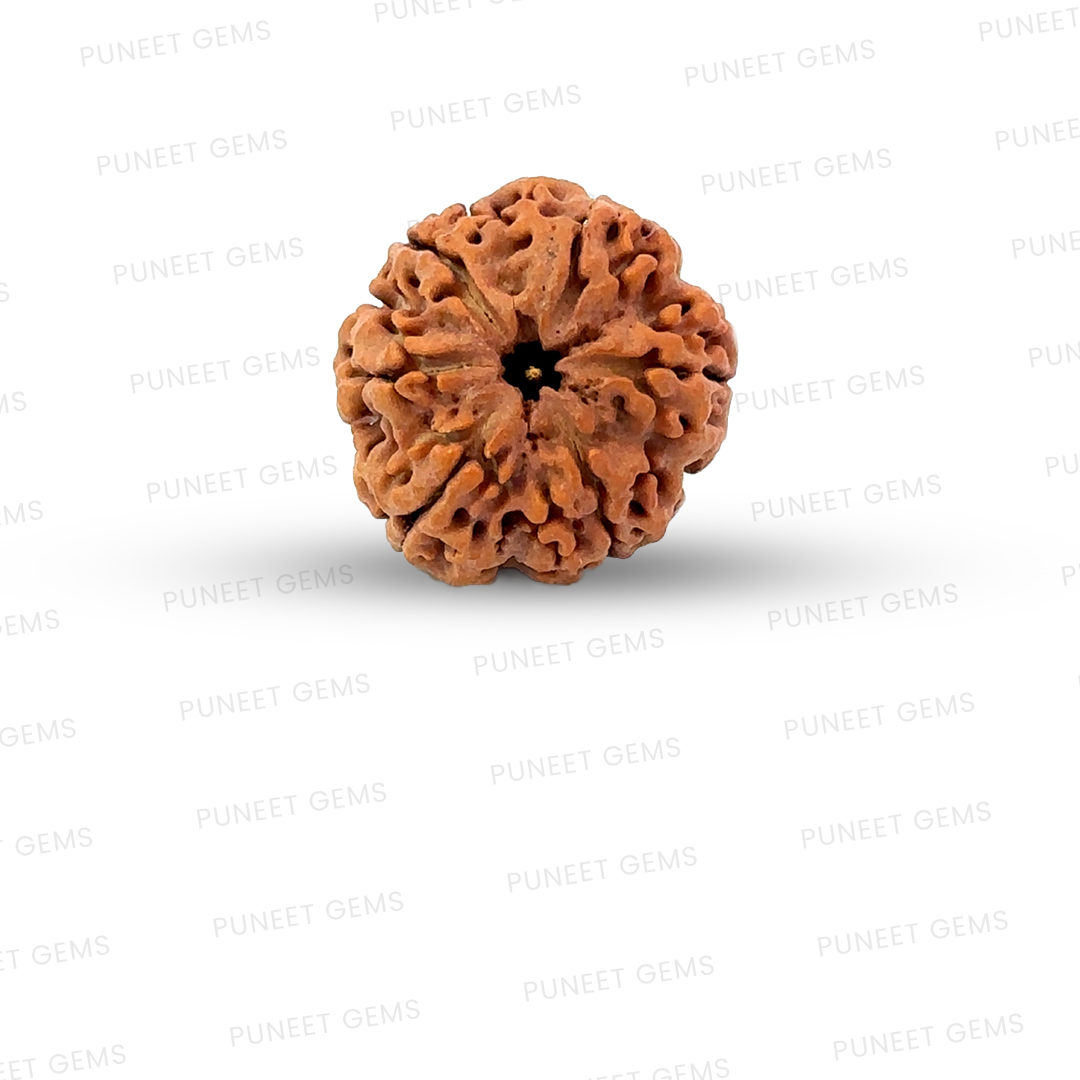 6 Mukhi Nepali Rudraksha