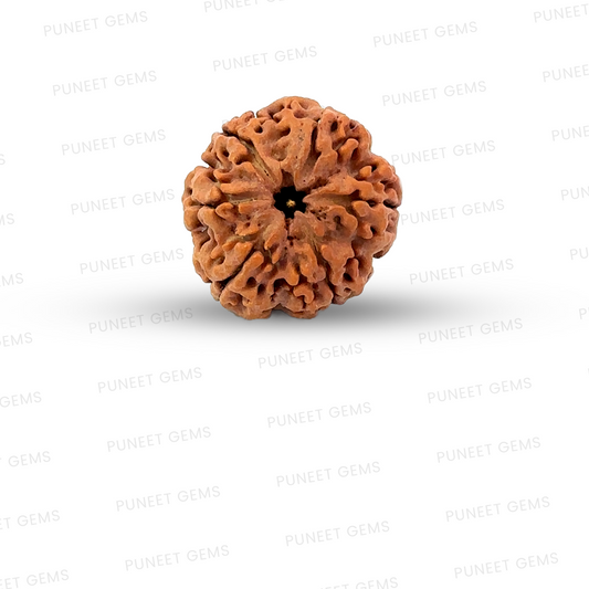 6 Mukhi Nepali Rudraksha