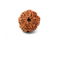 6 Mukhi Nepali Rudraksha