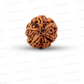 6 Mukhi Nepali Rudraksha