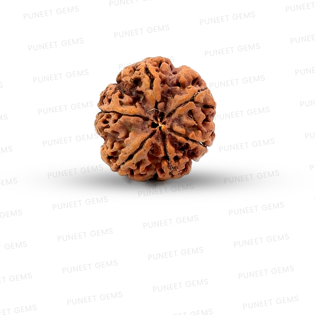 6 Mukhi Nepali Rudraksha