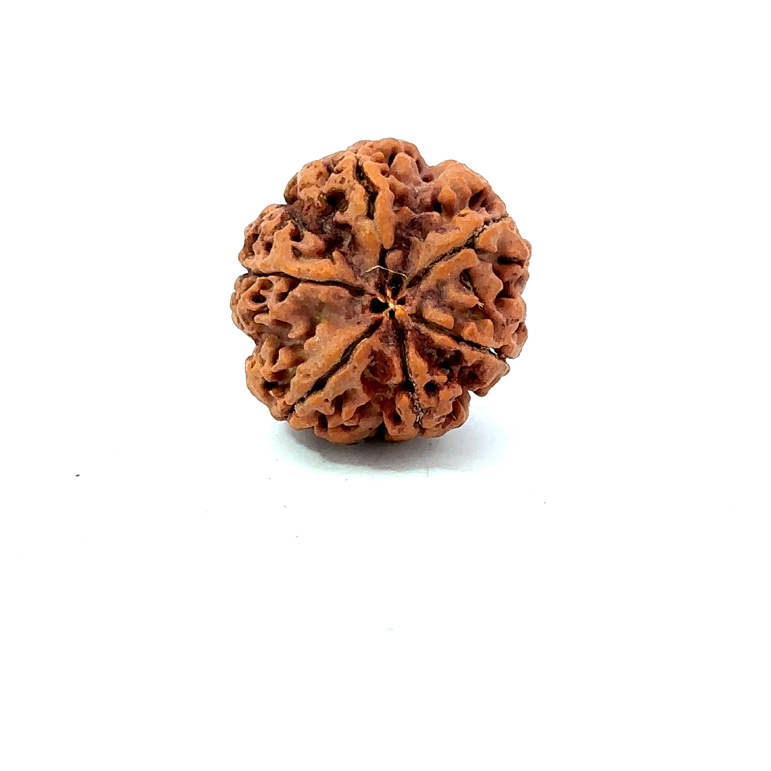 6 Mukhi Nepali Rudraksha