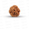 6 Mukhi Nepali Rudraksha
