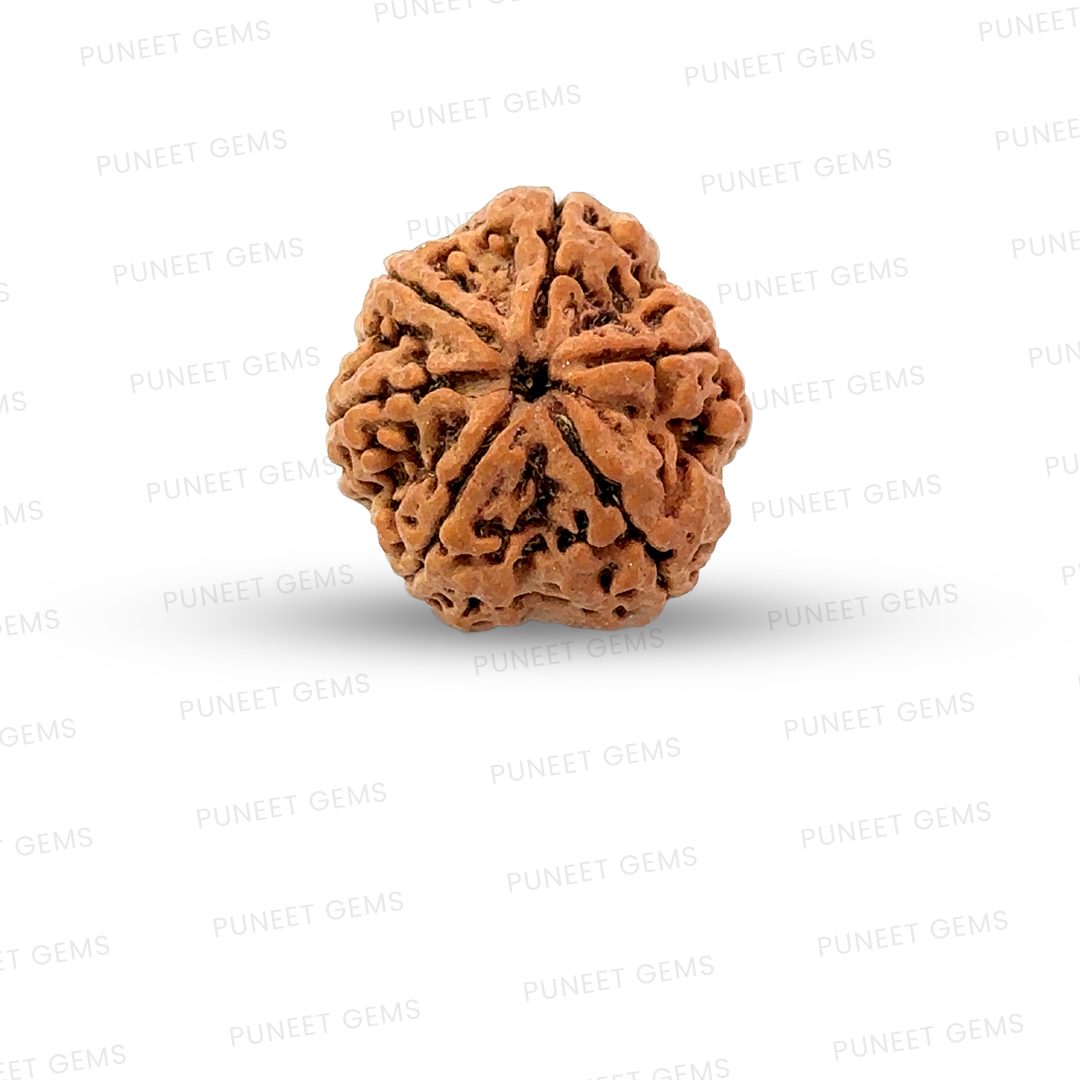 6 Mukhi Nepali Rudraksha