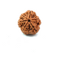 6 Mukhi Nepali Rudraksha