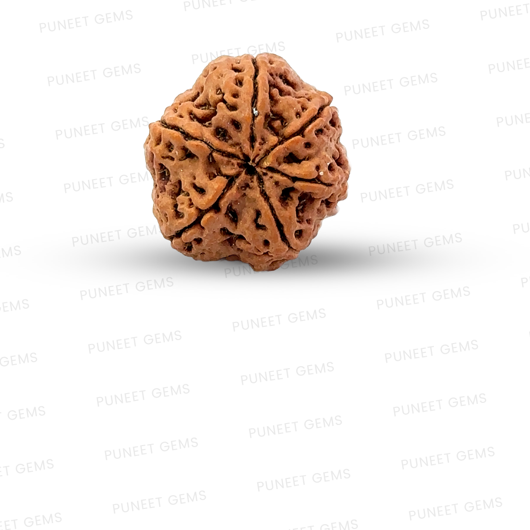 6 Mukhi Nepali Rudraksha