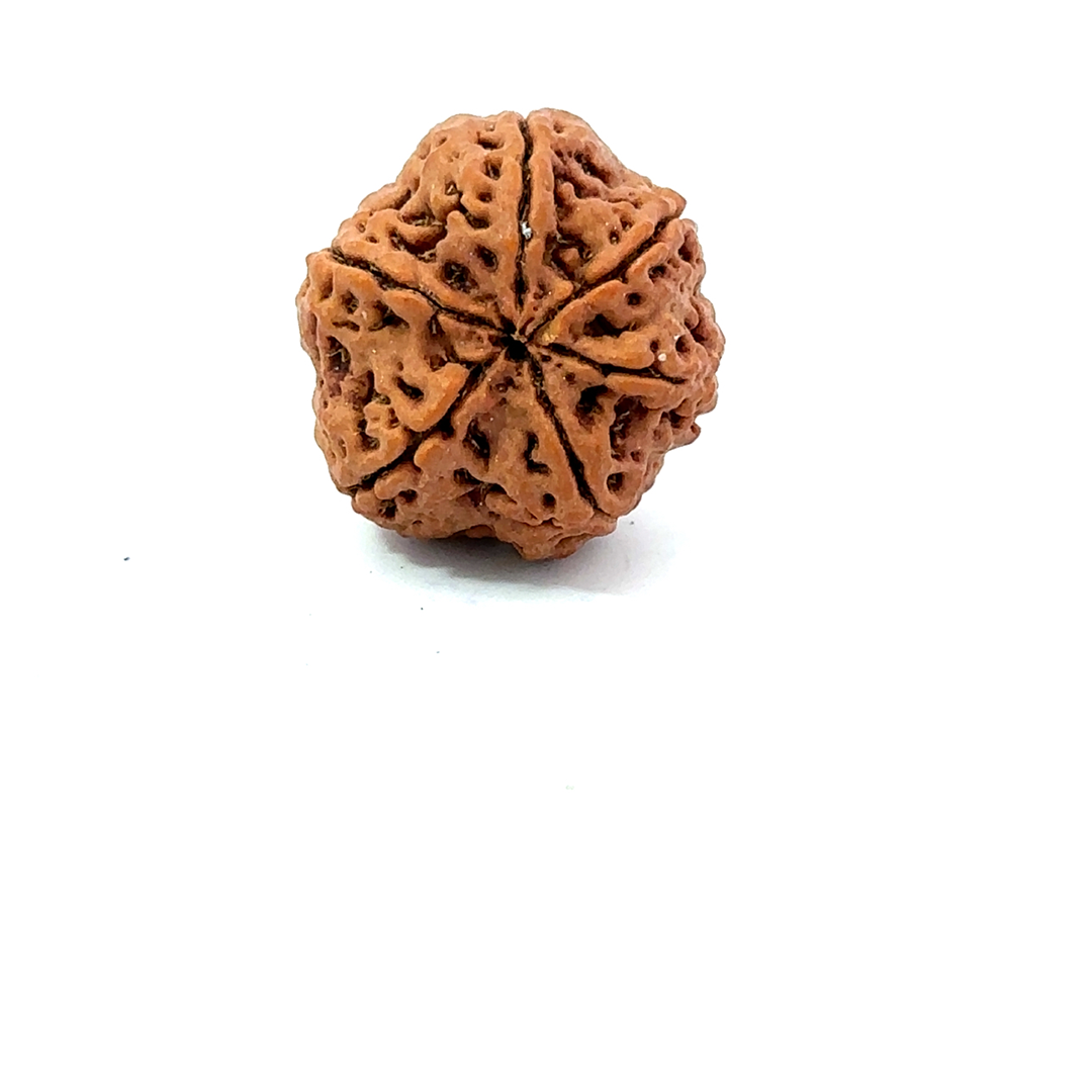 6 Mukhi Nepali Rudraksha